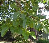  photo WalnutLeavesGreenFruit27Jan14_zpse17361ec.jpg