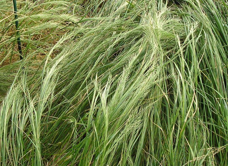Grass Identifier