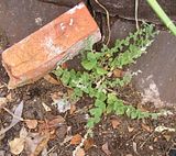  photo Weed118Jan14_zps67e4dbff.jpg