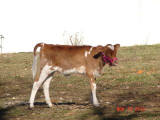 Sick Guernsey Calf - Cattle
