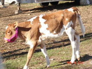 Sick Guernsey Calf - Cattle