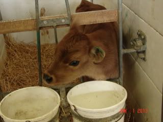 The Guernsey Trip (and Pics) - Cattle