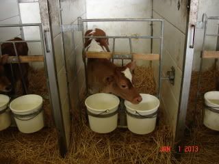 The Guernsey Trip (and Pics) - Cattle