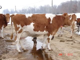 The Guernsey Trip (and Pics) - Cattle