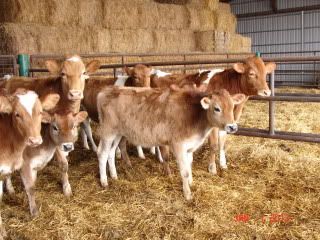 The Guernsey Trip (and Pics) - Cattle