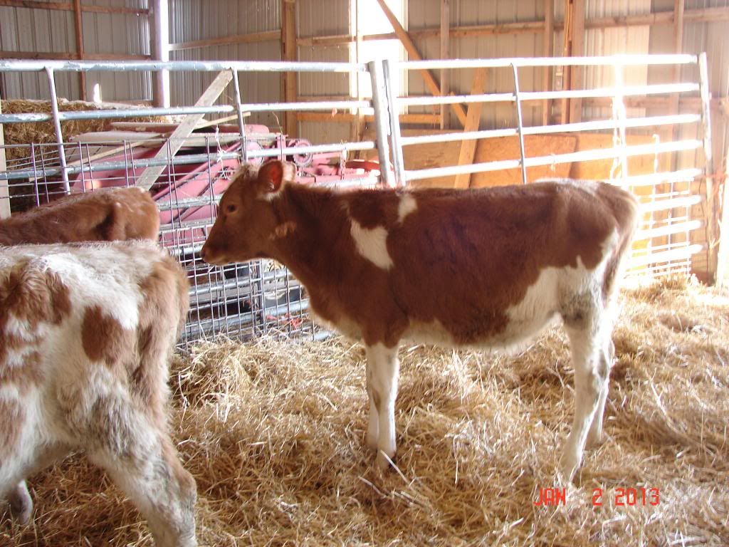The Guernsey Trip (and Pics) - Cattle