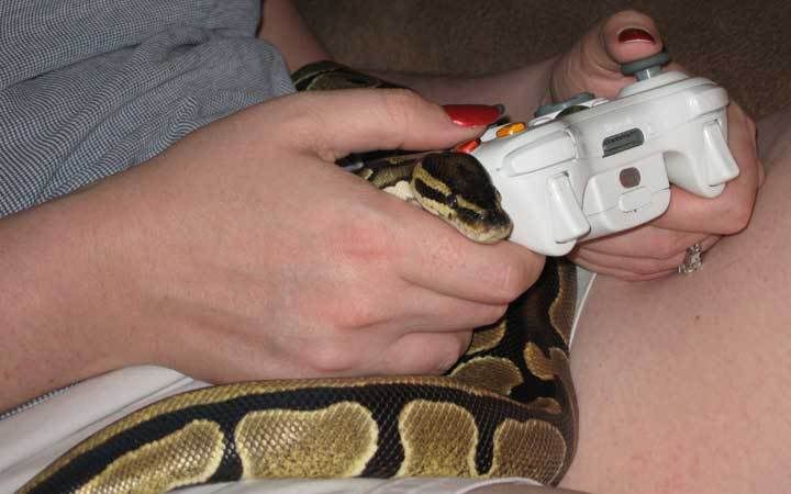 cleoxbox.jpg