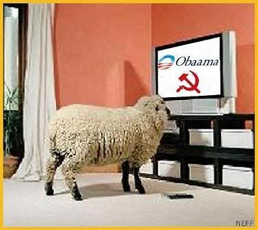 SheepWatchingGeorgeWBushOnTV3