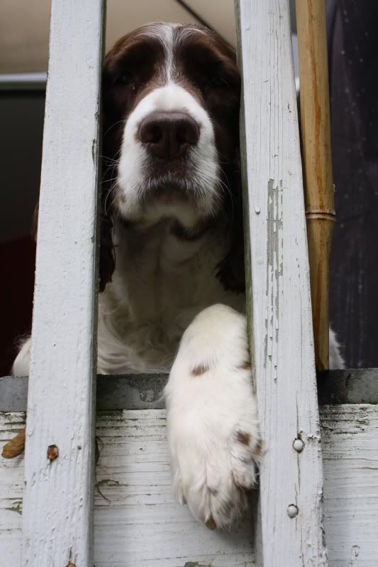 IMAGE: http://i114.photobucket.com/albums/n248/Jeekinz/Bloo/IMG_1569.jpg