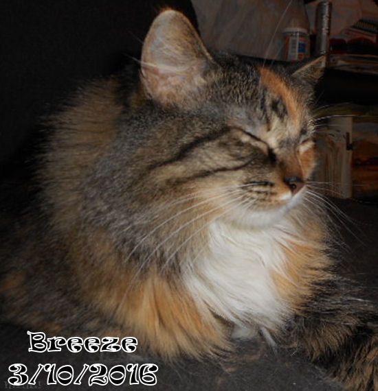 photo Breeze_zpsbp0ikurj.jpg