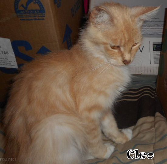 photo Cleo13102016_zpsksij4a3m.jpg