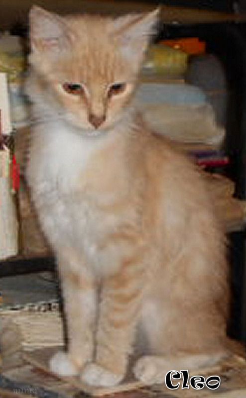 photo Cleo23102016_zpss4fpdaqy.jpg