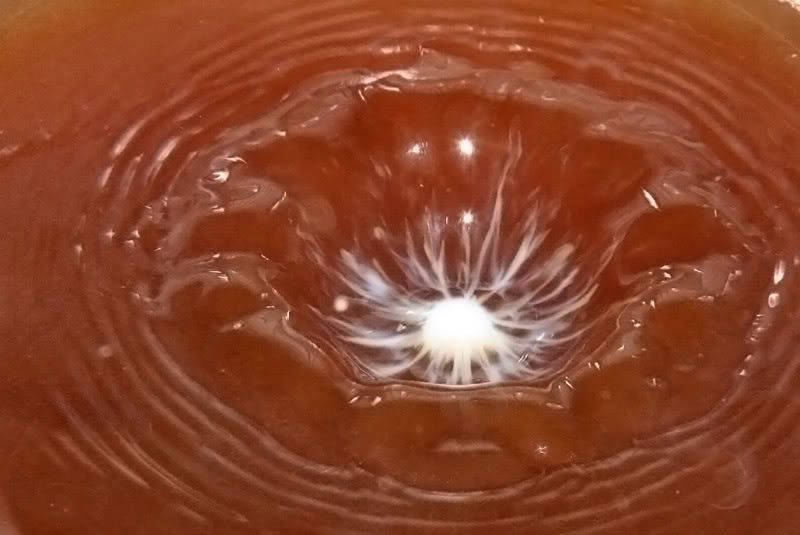 IMAGE: http://i114.photobucket.com/albums/n248/renboykite/_MG_3214c.jpg