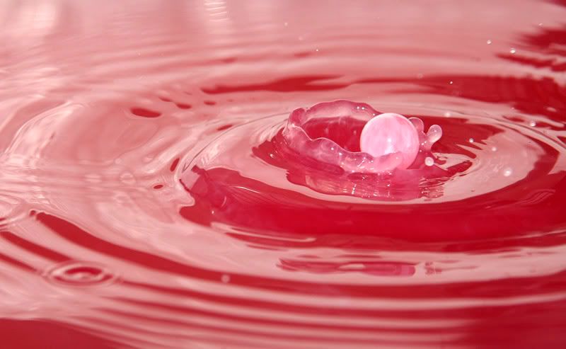 IMAGE: http://i114.photobucket.com/albums/n248/renboykite/_MG_3591.jpg