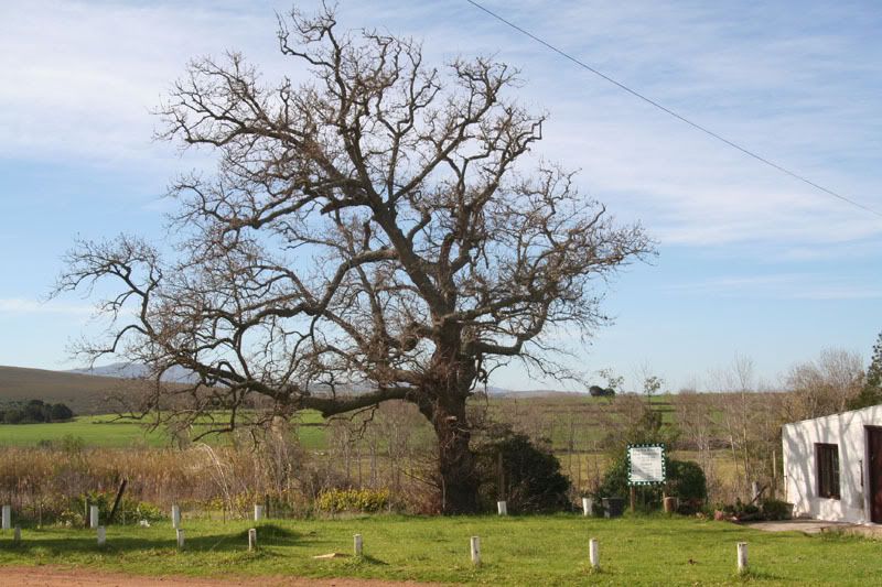 IMAGE: http://i114.photobucket.com/albums/n248/renboykite/treesmall.jpg