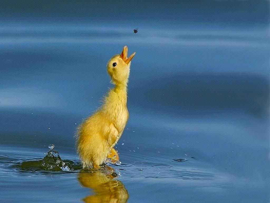 A_hungry_duckling.jpg