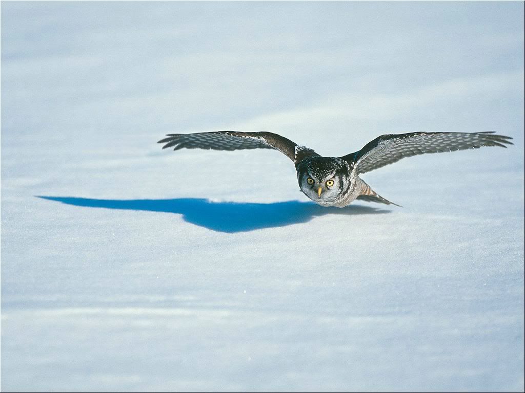 Hawk_Owl.jpg
