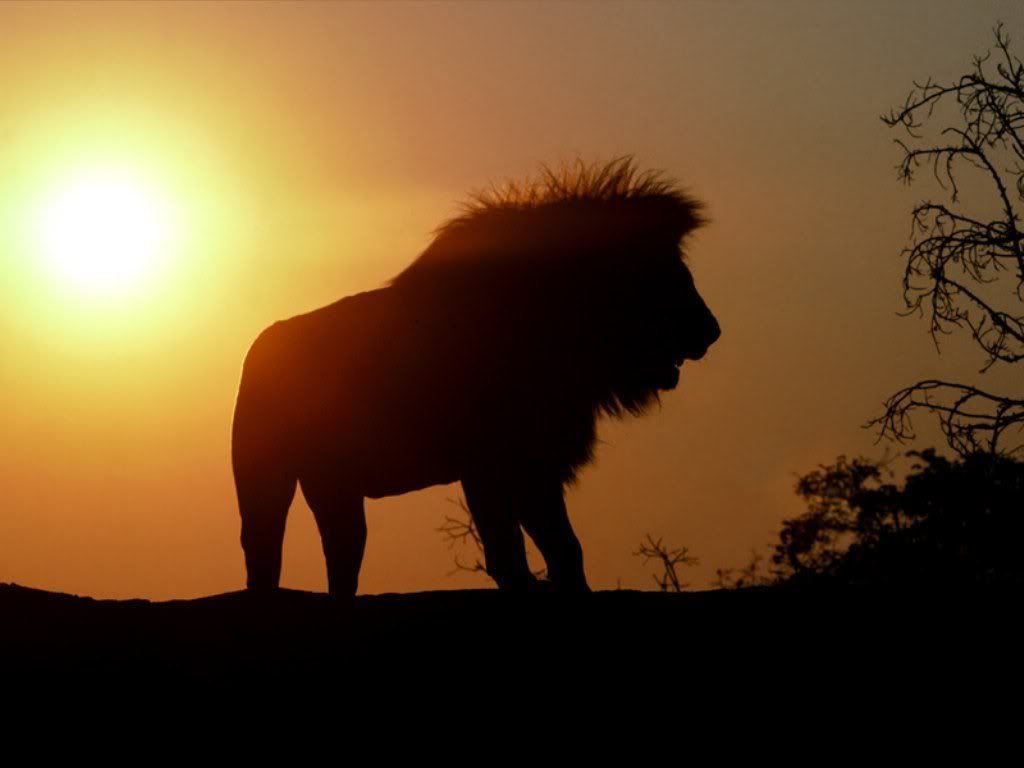 lion_8.jpg