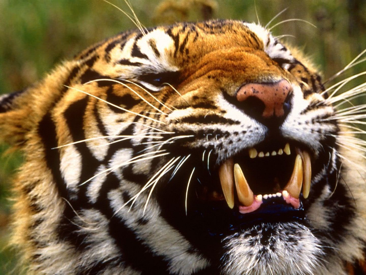 tiger.jpg