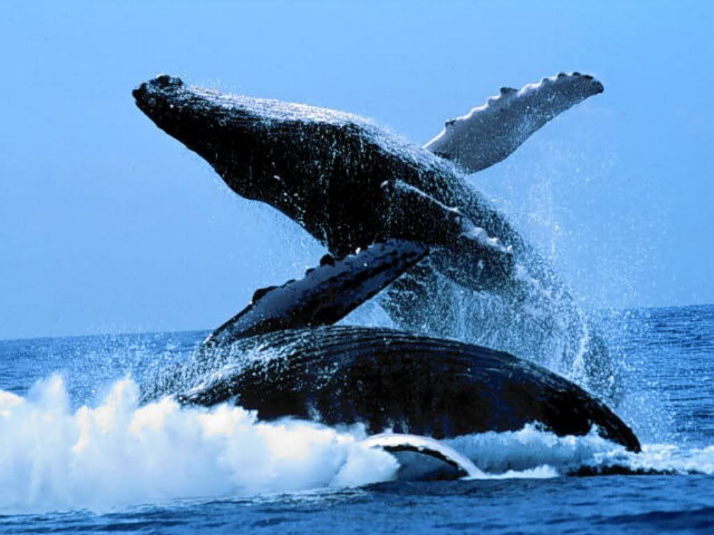 whale_5.jpg