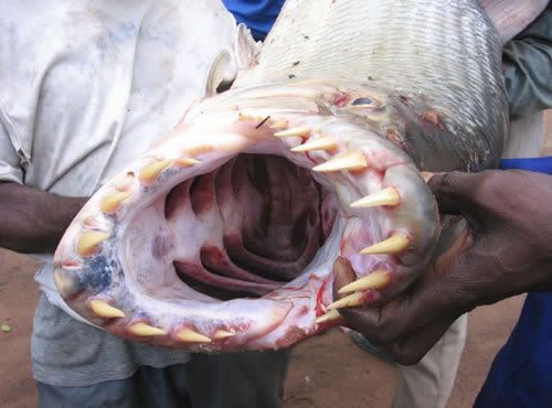 tiger fish river monsters. the Tiger+fish+congo+river
