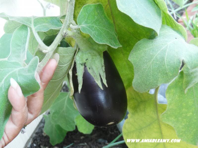  photo eggplant_zps55a1f6dc.jpg