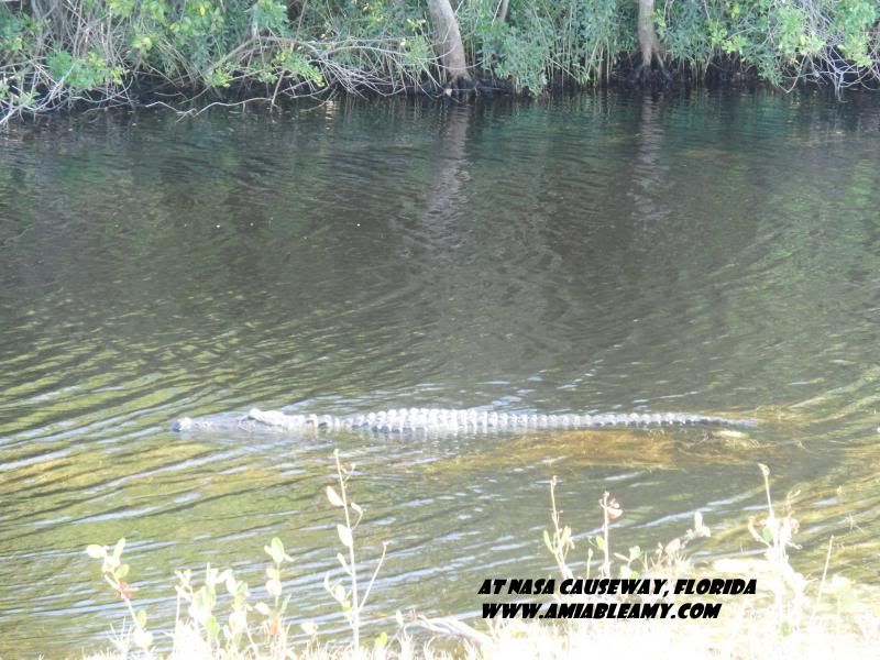 photo wildgator_zpsa1cd485e.jpg