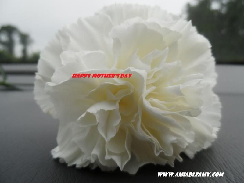  photo cARNATION_zpsa6ad9ff3.jpg