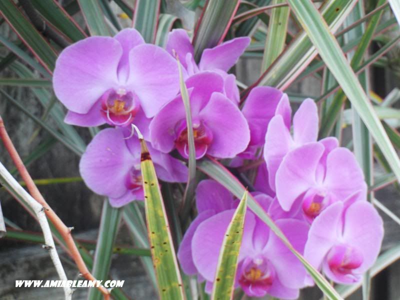 orchids photo flowersinbloom_zps9b90f1dd.jpg
