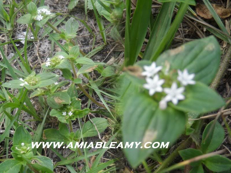  photo wildflowers7_zps285f4acf.jpg