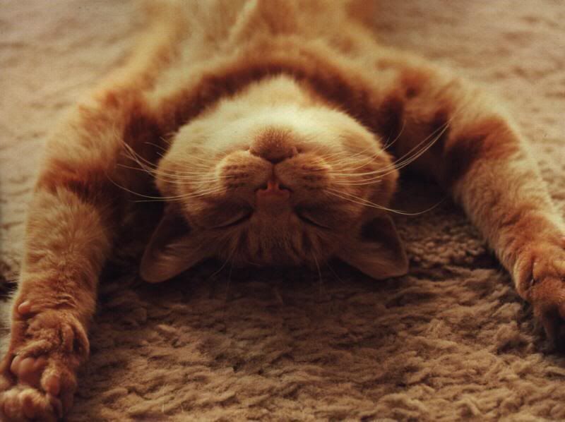 sleeping-happy-cat.jpg CAT image by darkclown420