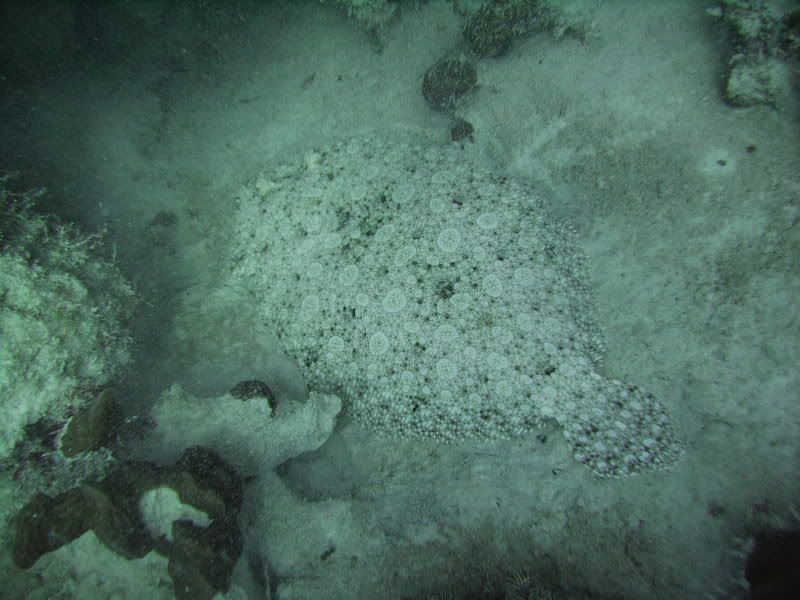 Bonaire1056.jpg