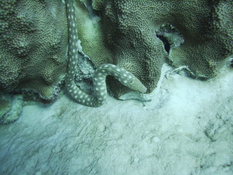 Bonaire1061.jpg