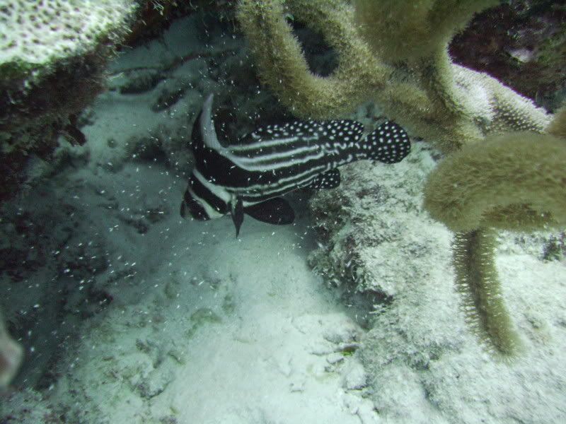 Bonaire1082.jpg