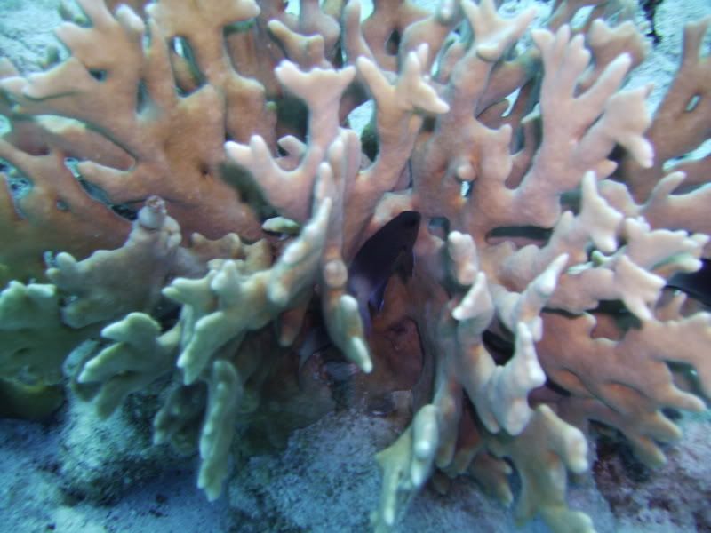 Bonaire1111.jpg