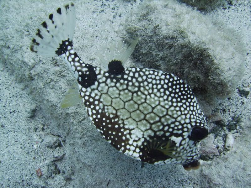 Bonaire1137.jpg