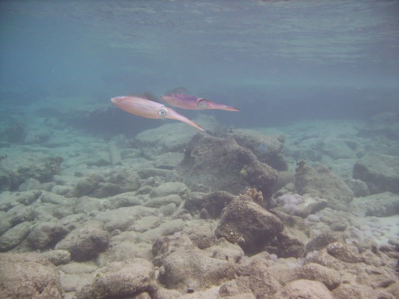 Bonaire1180.jpg