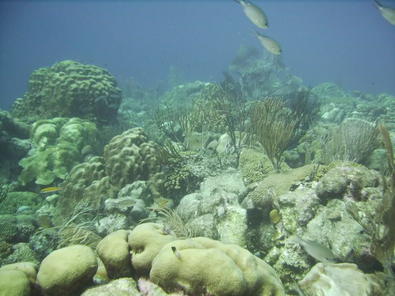 Bonaire2001.jpg