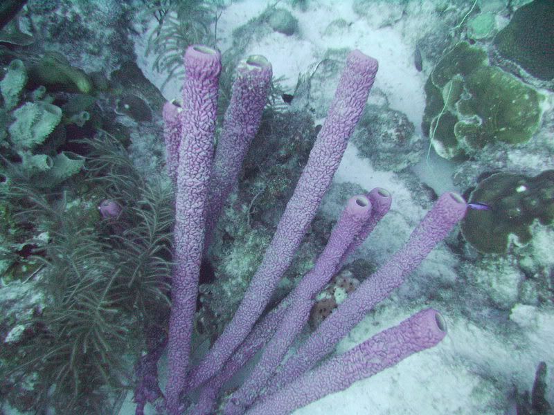Bonaire2006.jpg