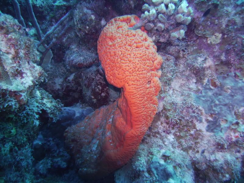 Bonaire2010.jpg