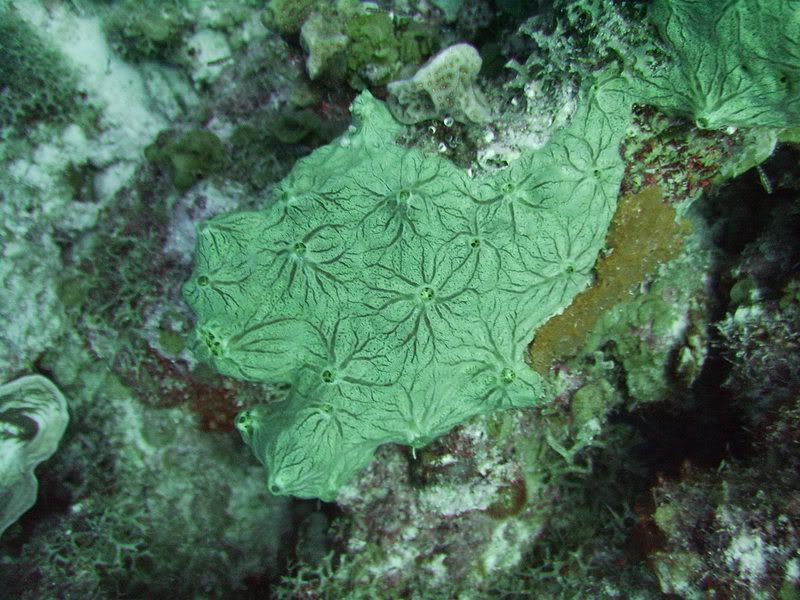 Bonaire2011.jpg