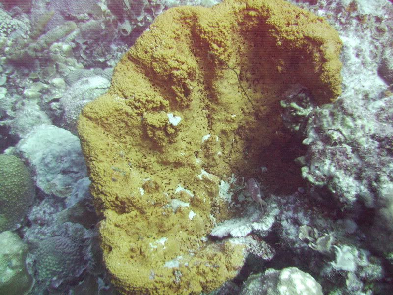 Bonaire2017.jpg
