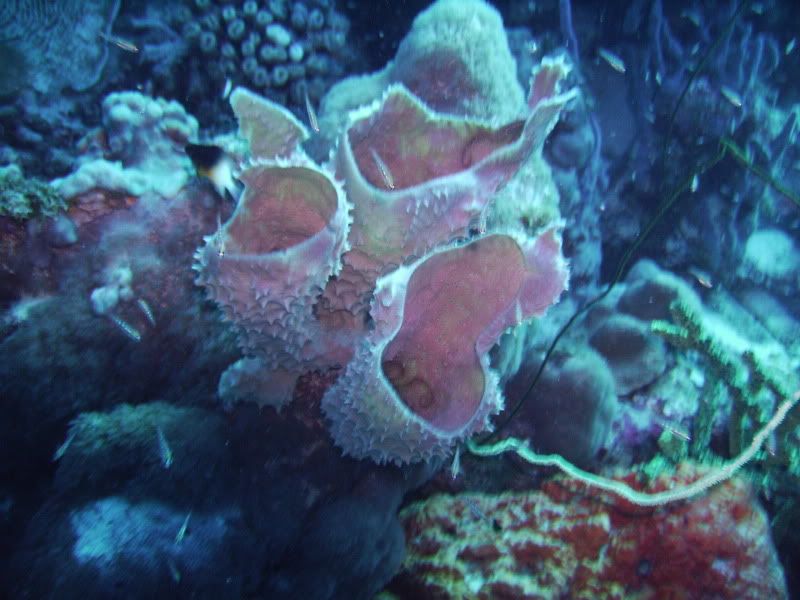 Bonaire2018.jpg