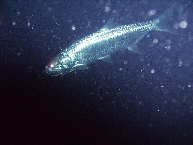 Bonaire2241.jpg