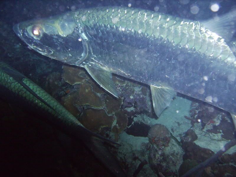 Bonaire2245.jpg