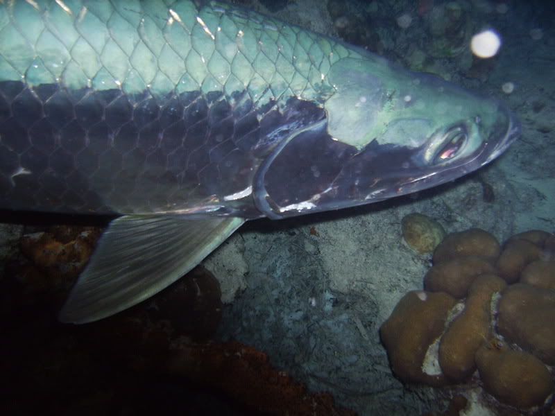 Bonaire2271.jpg