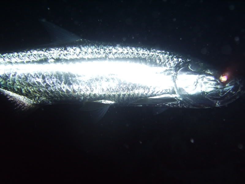 Bonaire2275.jpg