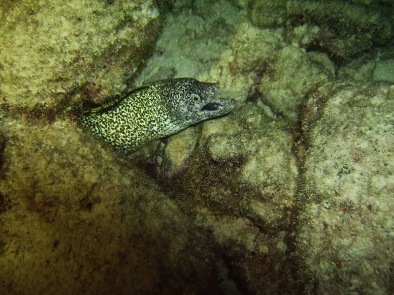 Bonaire2278.jpg