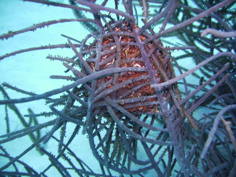 Bonaire2321.jpg