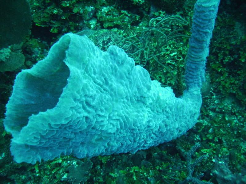 Roatan096.jpg